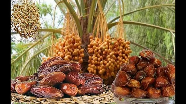 تصویر 5 از قیمت خرید خرما کبکاب اصل + فروش ویژه